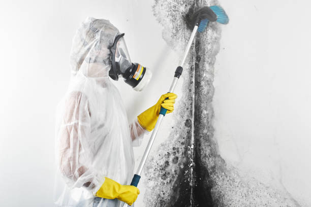  Chino Valley, AZ Mold Removal Pros