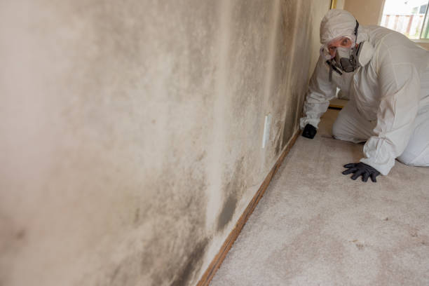 Best Airborne Mold Testing  in Chino Valley, AZ